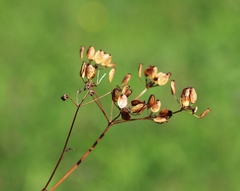 Bupleurum falcatum