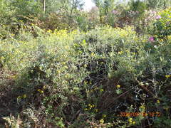 Rhynchosia chrysoscias