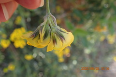 Rhynchosia chrysoscias