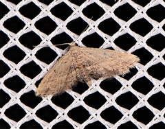 Araeopteron canescens