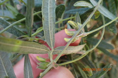 Rhynchosia chrysoscias