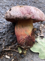 Rubroboletus