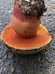 Rubroboletus