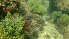 Ericaria selaginoides