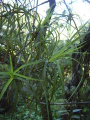 Dracophyllum sinclairii