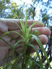 Dracophyllum sinclairii