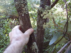 Dracophyllum sinclairii