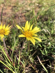 Arctotheca forbesiana