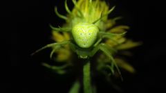 Ebrechtella tricuspidata