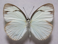Itaballia demophile centralis