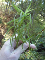 Dracophyllum sinclairii