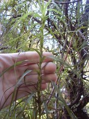 Dracophyllum sinclairii