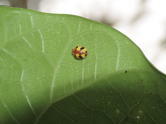 Amida tricolor