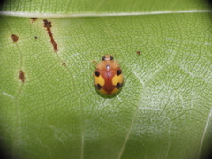 Amida tricolor