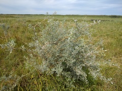 Halimodendron halodendron