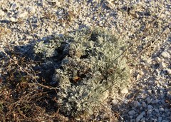 Artemisia hololeuca