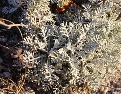 Artemisia hololeuca