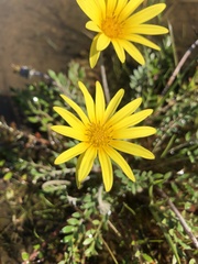 Arctotheca forbesiana