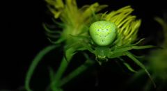 Ebrechtella tricuspidata