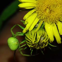 Ebrechtella tricuspidata