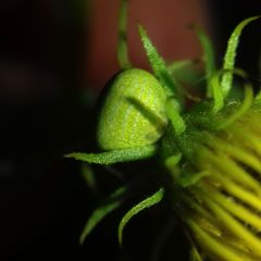 Ebrechtella tricuspidata