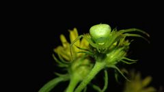 Ebrechtella tricuspidata