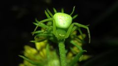 Ebrechtella tricuspidata