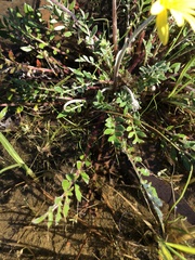 Arctotheca forbesiana