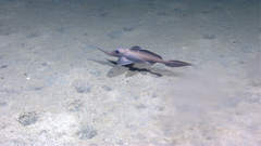 Narrownose Chimaera photo 2