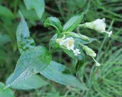 Epilobium luteum