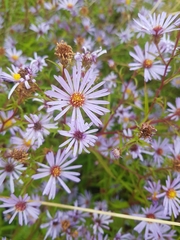 Symphyotrichum