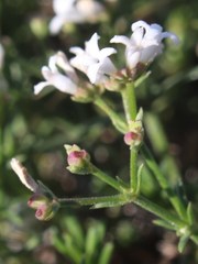 Asperula tephrocarpa