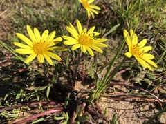 Arctotheca forbesiana