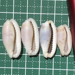 Erronea cylindrica