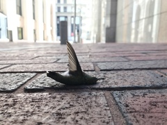 Archilochus colubris