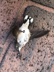 Archilochus colubris