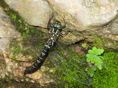 Cephalaeschna patrorum