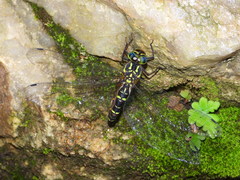 Cephalaeschna patrorum
