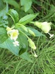Epilobium luteum