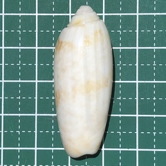 Oliva miniacea