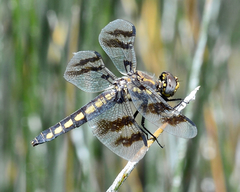 Plathemis subornata