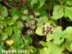 Angelica gigas