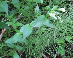 Epilobium luteum