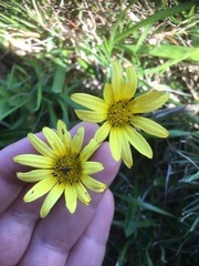 Arctotheca forbesiana