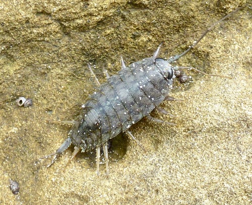 Western Sea Slater, photo 3 of 10