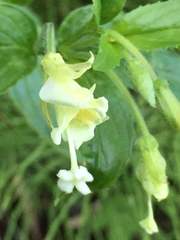 Epilobium luteum