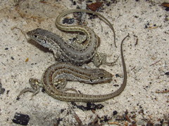 Knox's Desert Lizard photo 4