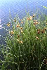 Bolboschoenus glaucus
