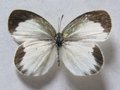 Eurema daira eugenia