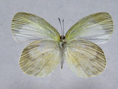 Eurema daira eugenia